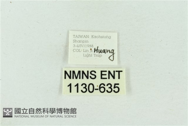 菊池污燈蛾藏品圖，第3張
