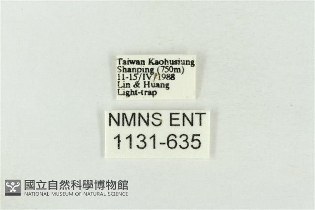 連珠波紋蛾藏品圖，第3張