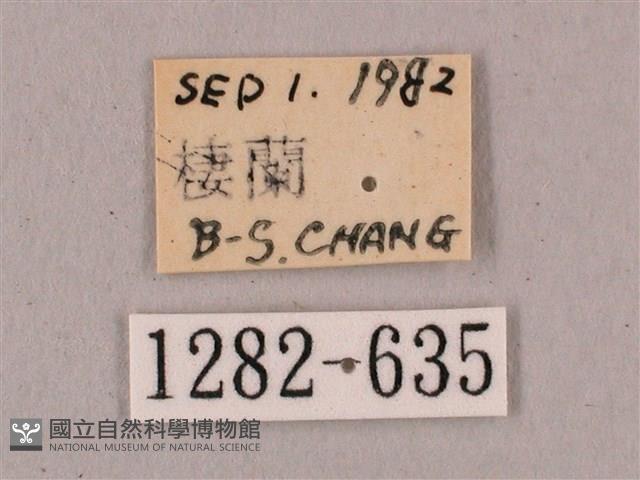 直翅六點天蛾藏品圖，第3張