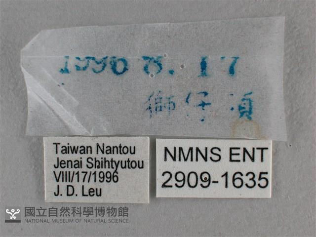 圓翅絨弄蝶藏品圖，第3張