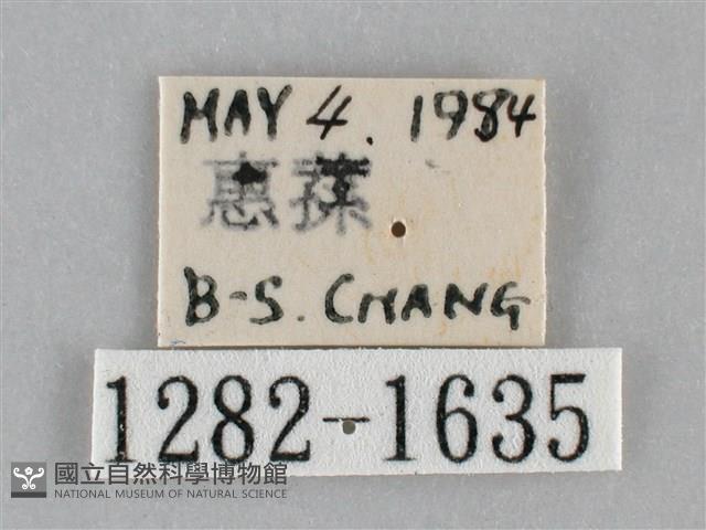 扁刺蛾藏品圖，第3張