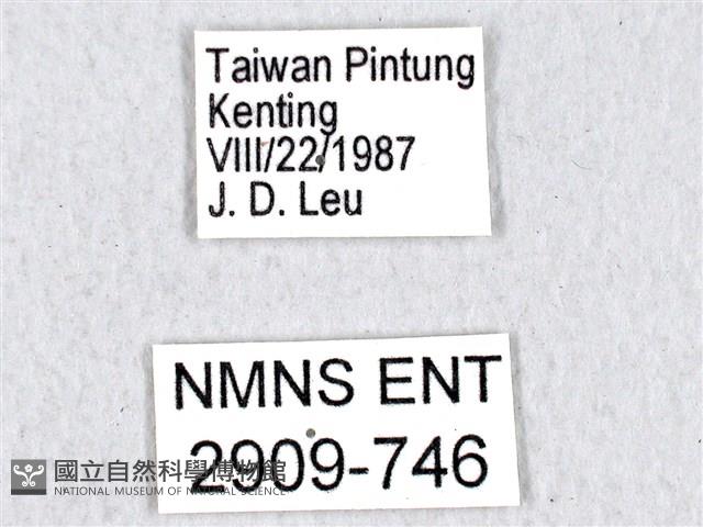 翠斑青鳳蝶藏品圖，第3張