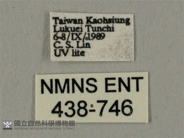 棕綠背線天蛾藏品圖，第3張