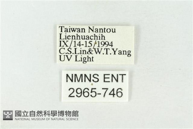 素木綠刺蛾藏品圖，第3張