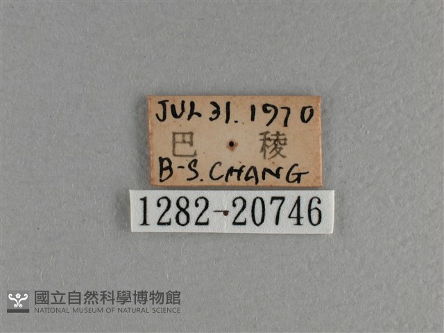曲紋黛眼蝶藏品圖，第3張