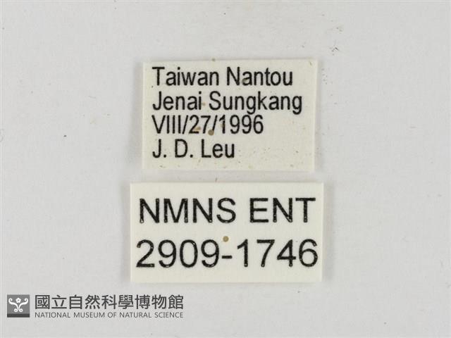 尖翅星弄蝶藏品圖，第3張