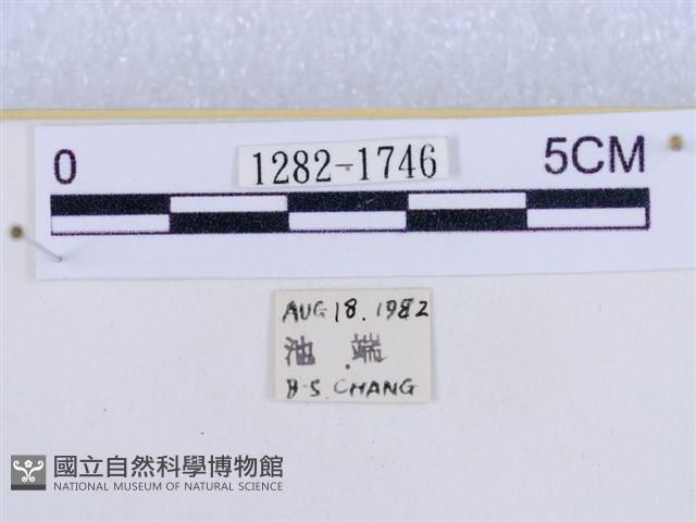 後凸蝶燈蛾藏品圖，第3張