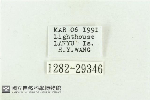 弧角散紋夜蛾藏品圖，第3張