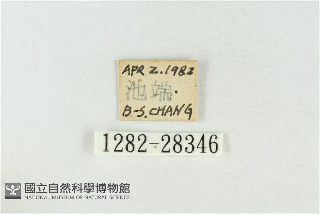 連珠波紋蛾藏品圖，第3張