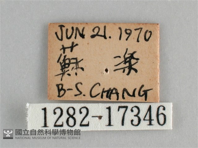 斐豹蛺蝶藏品圖，第3張