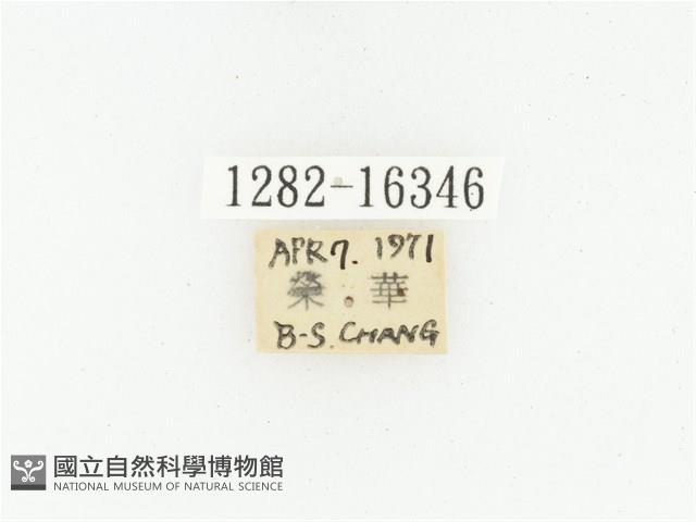 黑斑陷紋金龜藏品圖，第2張