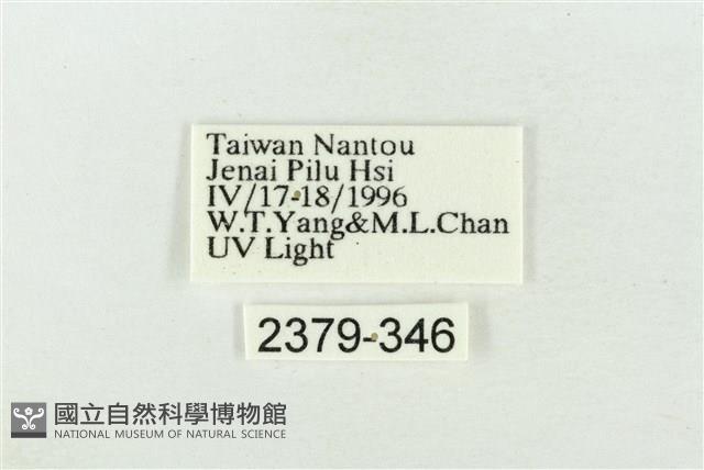 帶波紋蛾藏品圖，第3張