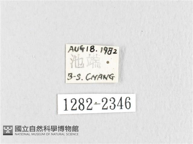 鋸紋枯葉蛾藏品圖，第3張