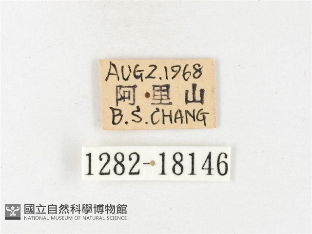 黃裙豔粉蝶藏品圖，第3張