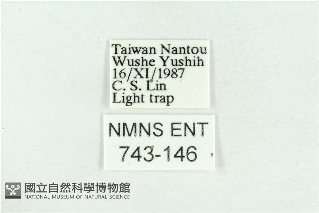 粉紅帶散紋夜蛾藏品圖，第3張