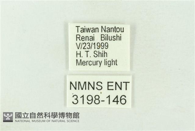 棍棒污燈蛾藏品圖，第3張