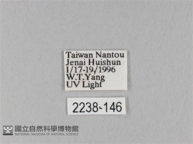 馬尾松枯葉蛾藏品圖，第3張