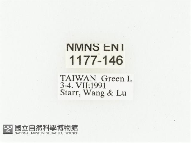 綠島小綠花金龜藏品圖，第2張