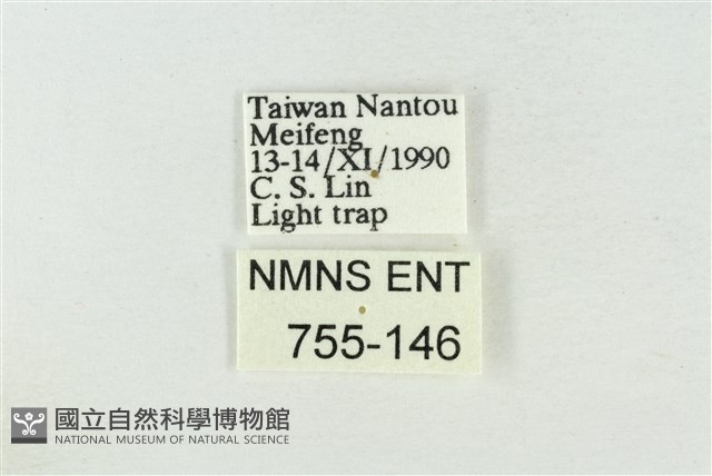 寬帶波紋蛾藏品圖，第3張