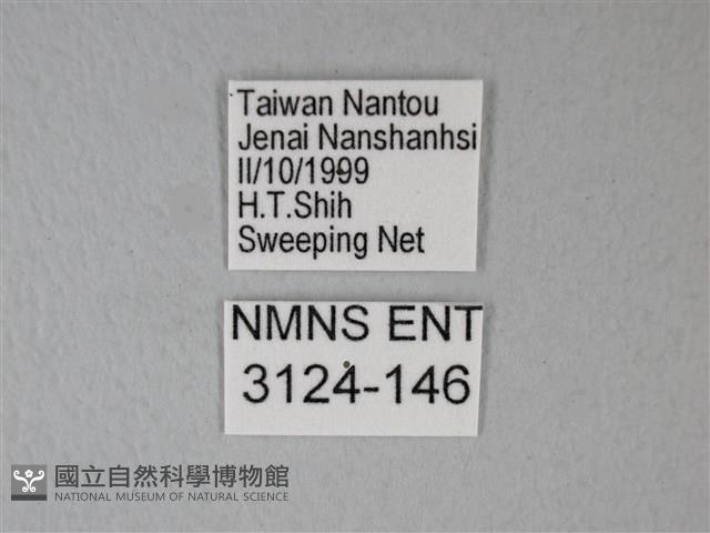 異粉蝶、雌白黃蝶藏品圖，第3張