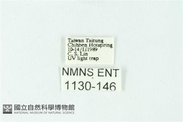 三色豔苔蛾藏品圖，第3張