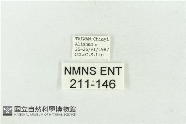 連珠波紋蛾藏品圖，第3張