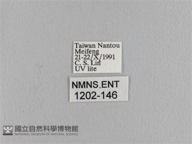 波紋枯葉蛾藏品圖，第3張