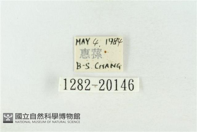 基褐綠刺蛾藏品圖，第3張