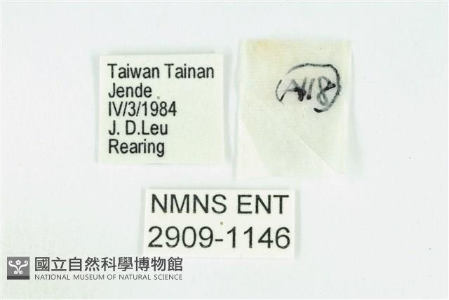 臺灣玄灰蝶藏品圖，第3張