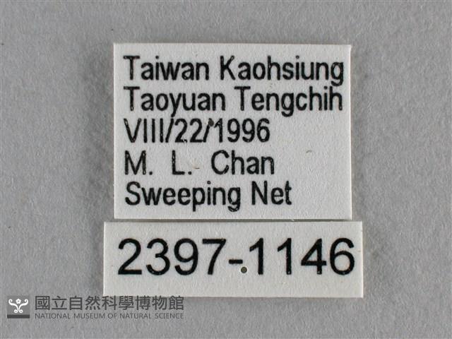 紫日灰蝶藏品圖，第3張