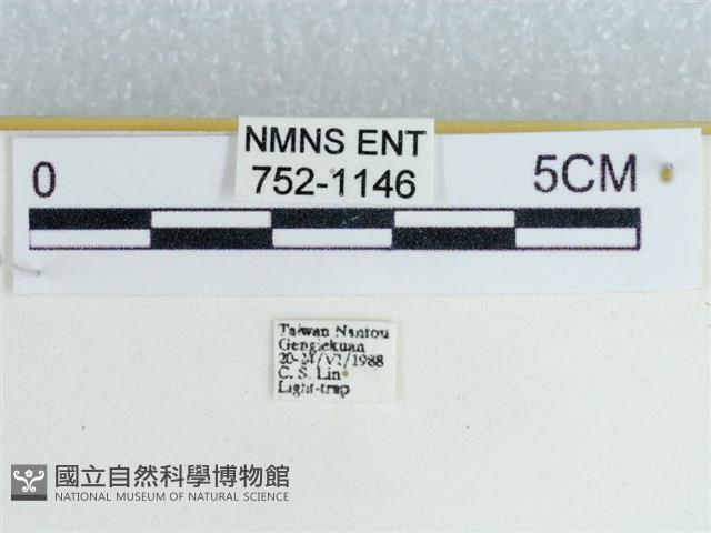 粉蝶燈蛾藏品圖，第3張