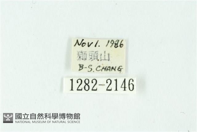 三條橙燈蛾藏品圖，第3張