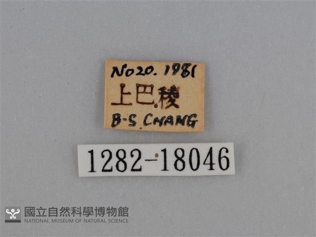豔粉蝶藏品圖，第3張