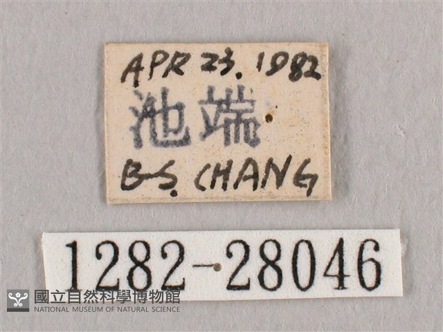 鉛斑帶鉤蛾藏品圖，第3張