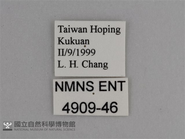 豔粉蝶藏品圖，第3張