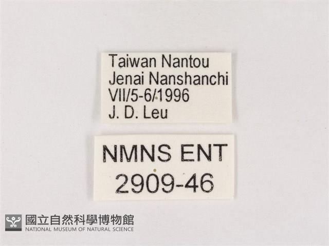 嫵琉灰蝶藏品圖，第3張