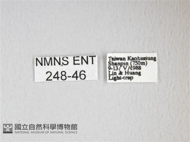 紅目天蠶蛾藏品圖，第3張