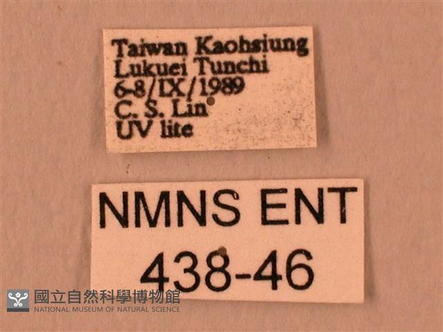 白星天蛾藏品圖，第3張