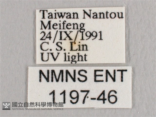 銀端帶鉤蛾藏品圖，第3張