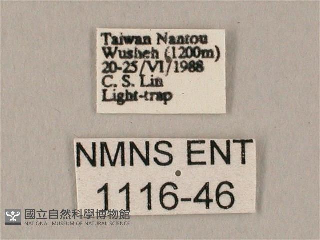 白點天蛾 藏品圖，第3張