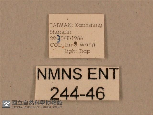 背中白天蛾藏品圖，第3張