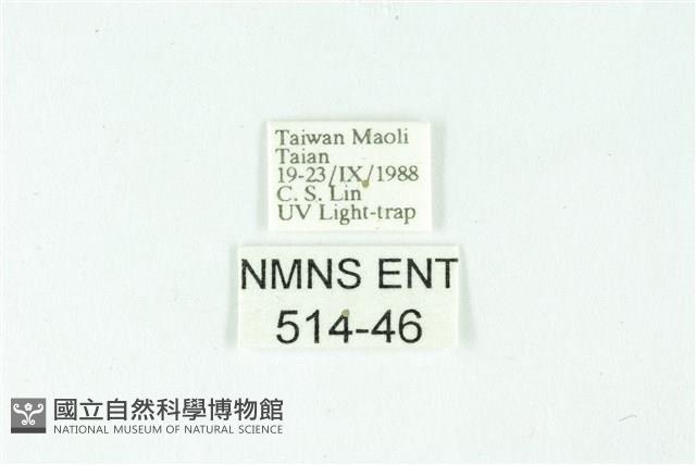 三條橙燈蛾藏品圖，第3張