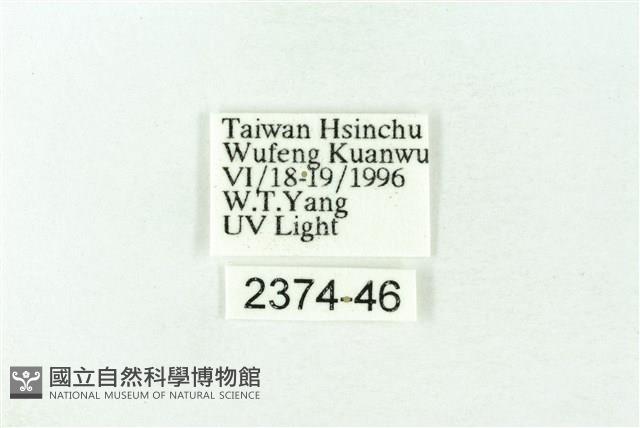 赭新污燈蛾藏品圖，第3張