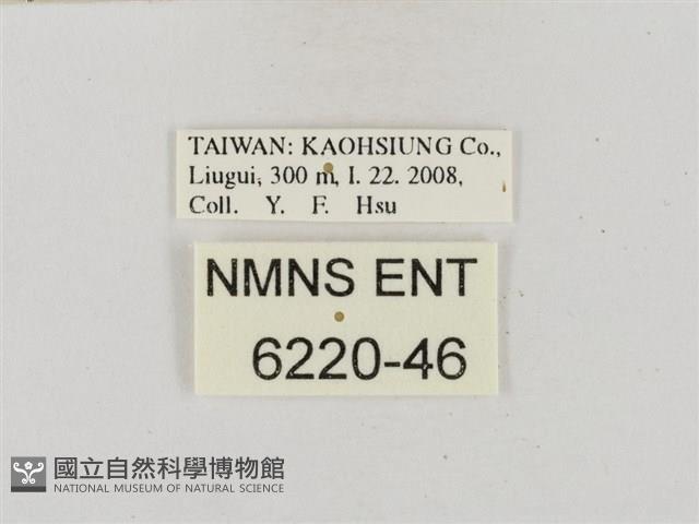 熱帶橙斑弄蝶藏品圖，第3張