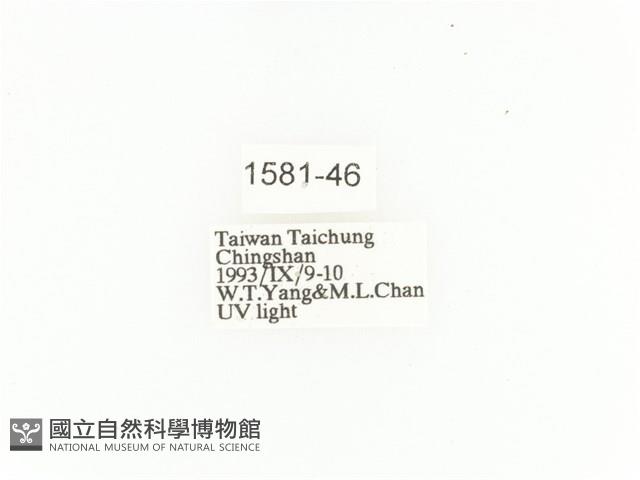 臺灣扇角金龜藏品圖，第2張