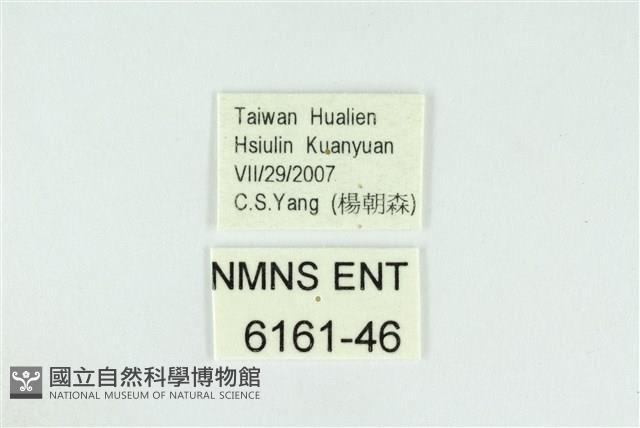 霓彩燕灰蝶藏品圖，第3張