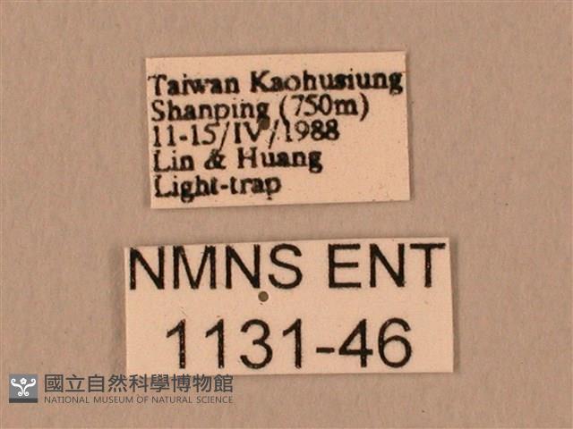 臀角斑天蛾藏品圖，第3張