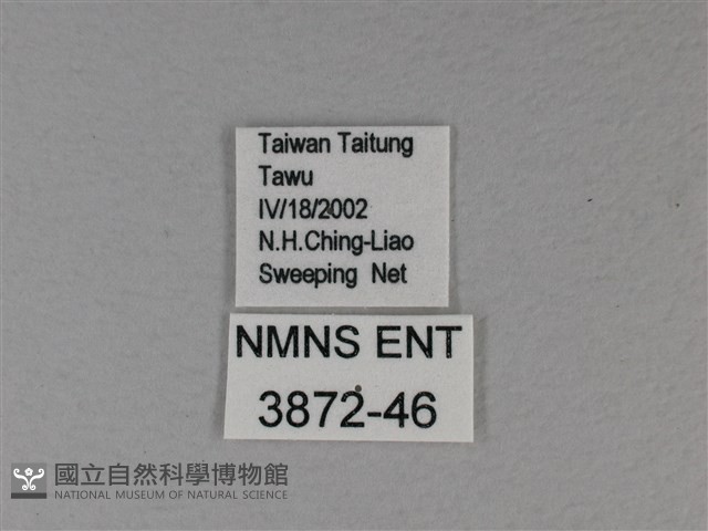 白裳貓蛺蝶藏品圖，第3張