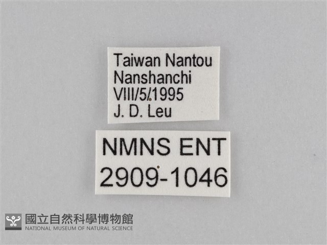 密紋波眼蝶藏品圖，第3張