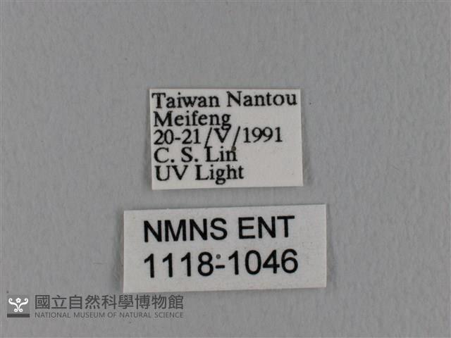 隱波紋枯葉蛾藏品圖，第3張